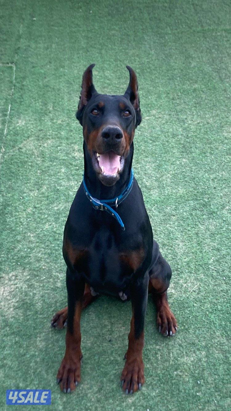 Doberman0