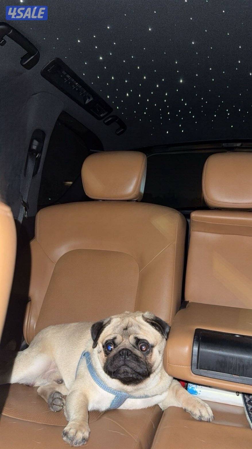 pug ذكر عمره ١١ شهر0