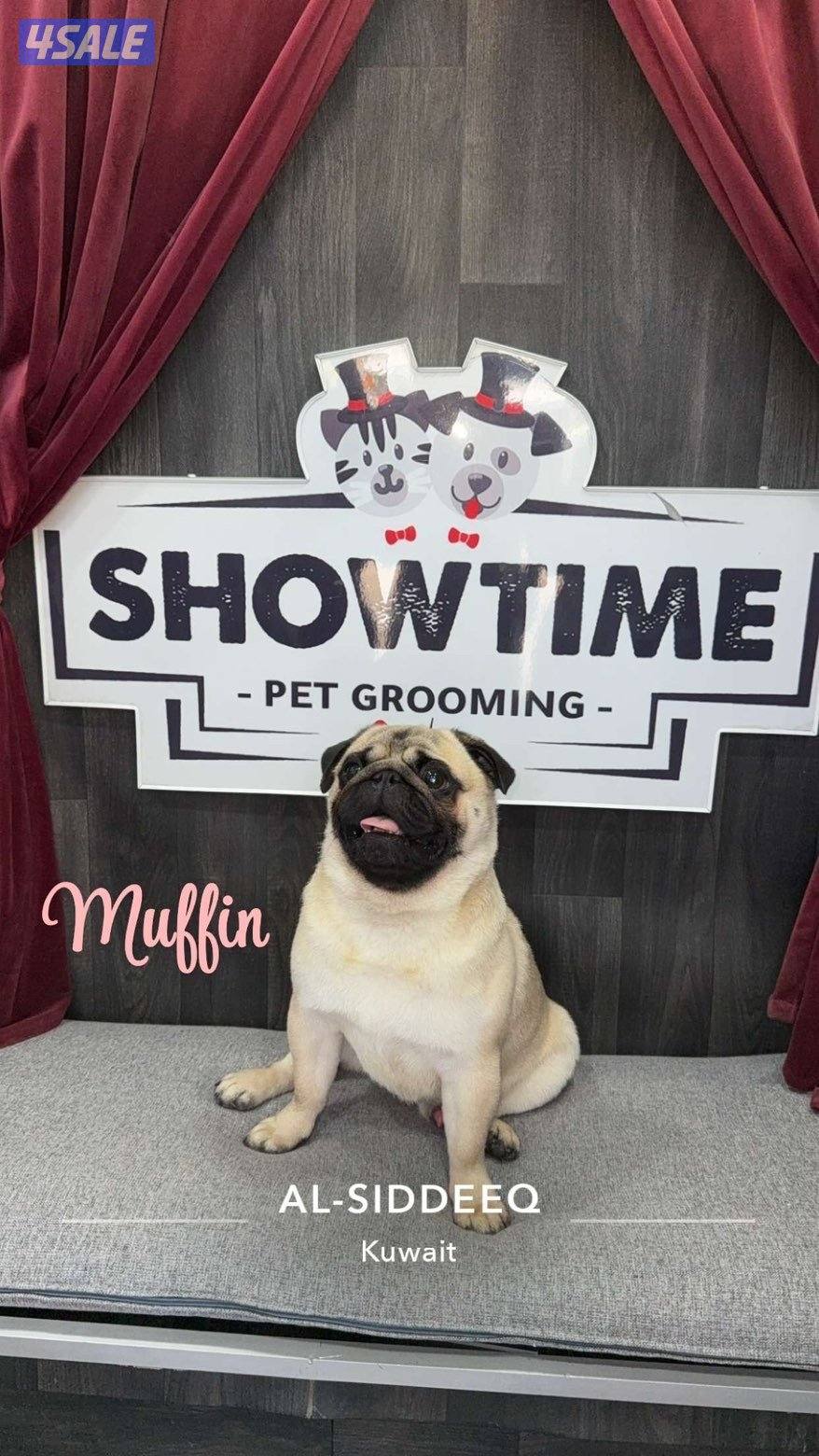 pug ذكر عمره ١١ شهر1