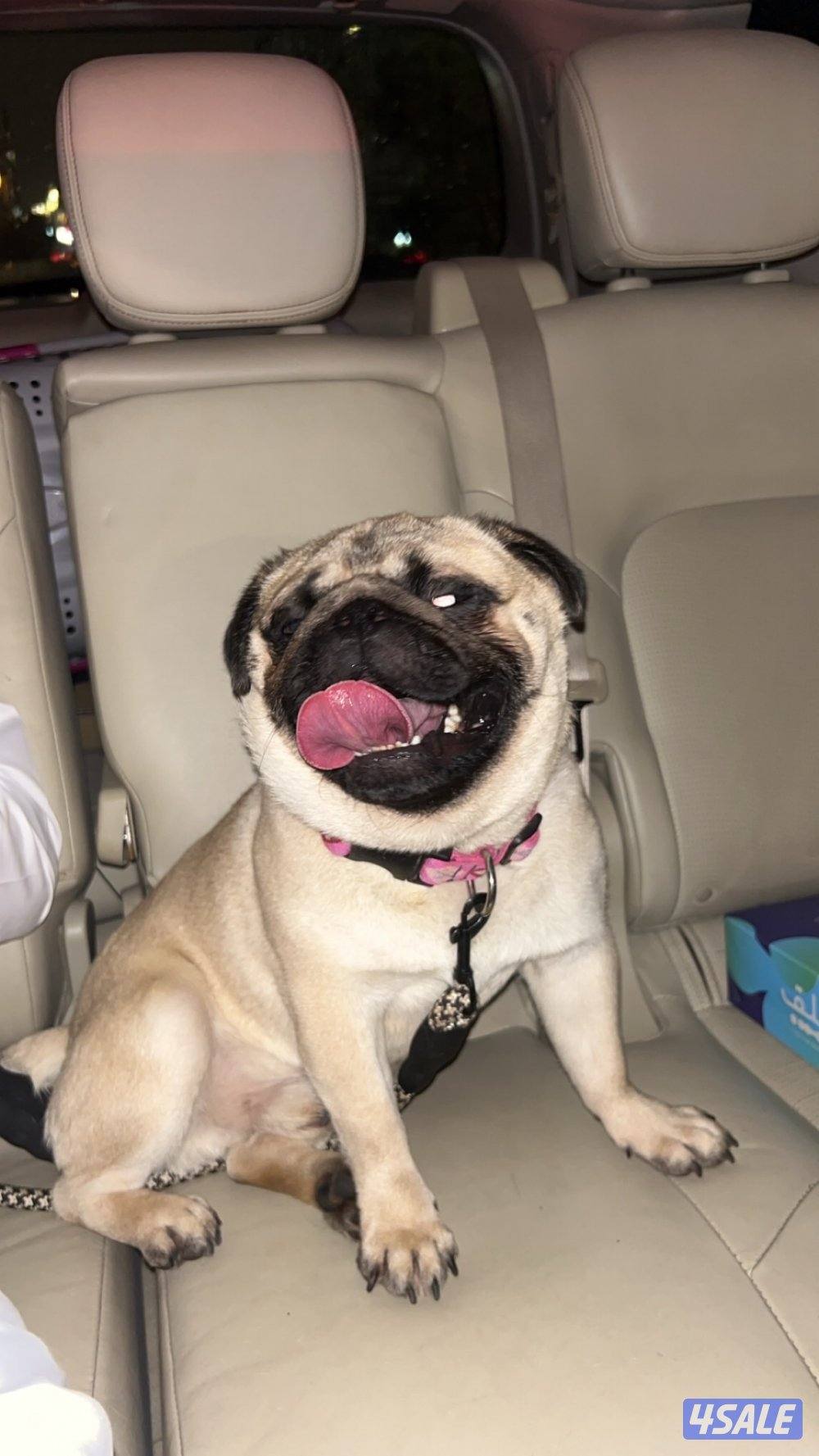pug ذكر عمره ١١ شهر3