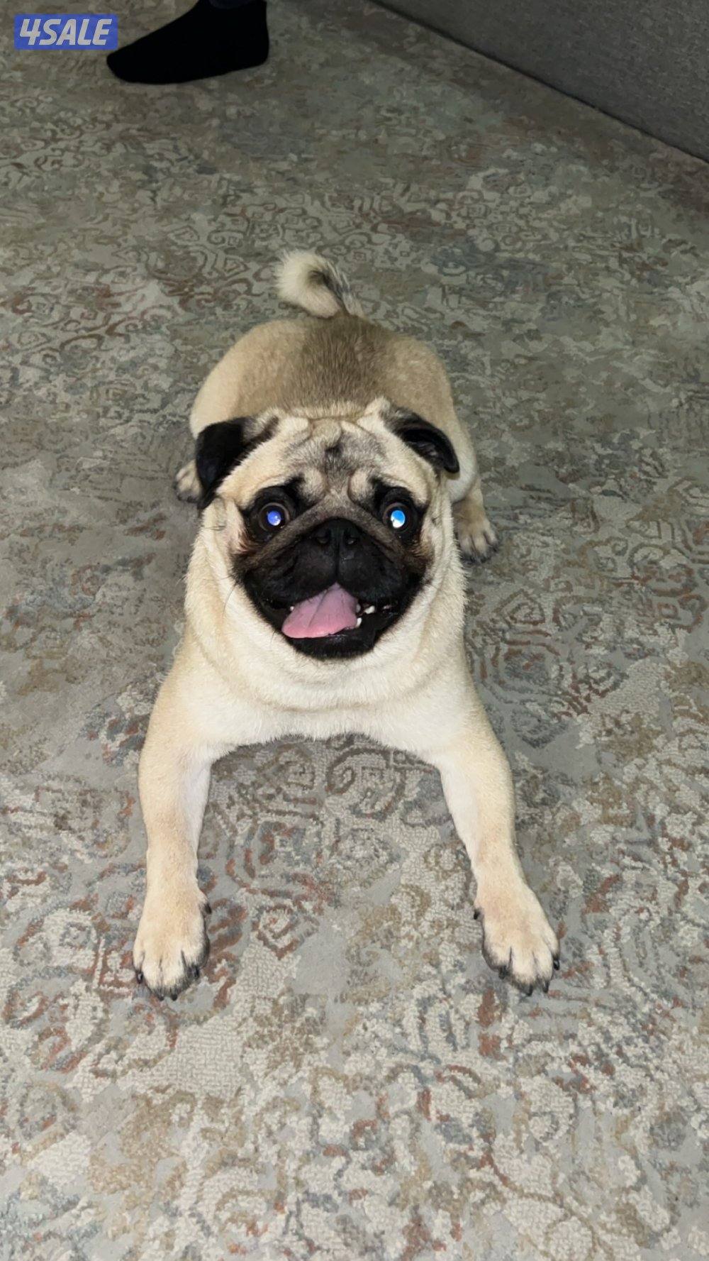 pug ذكر عمره ١١ شهر2