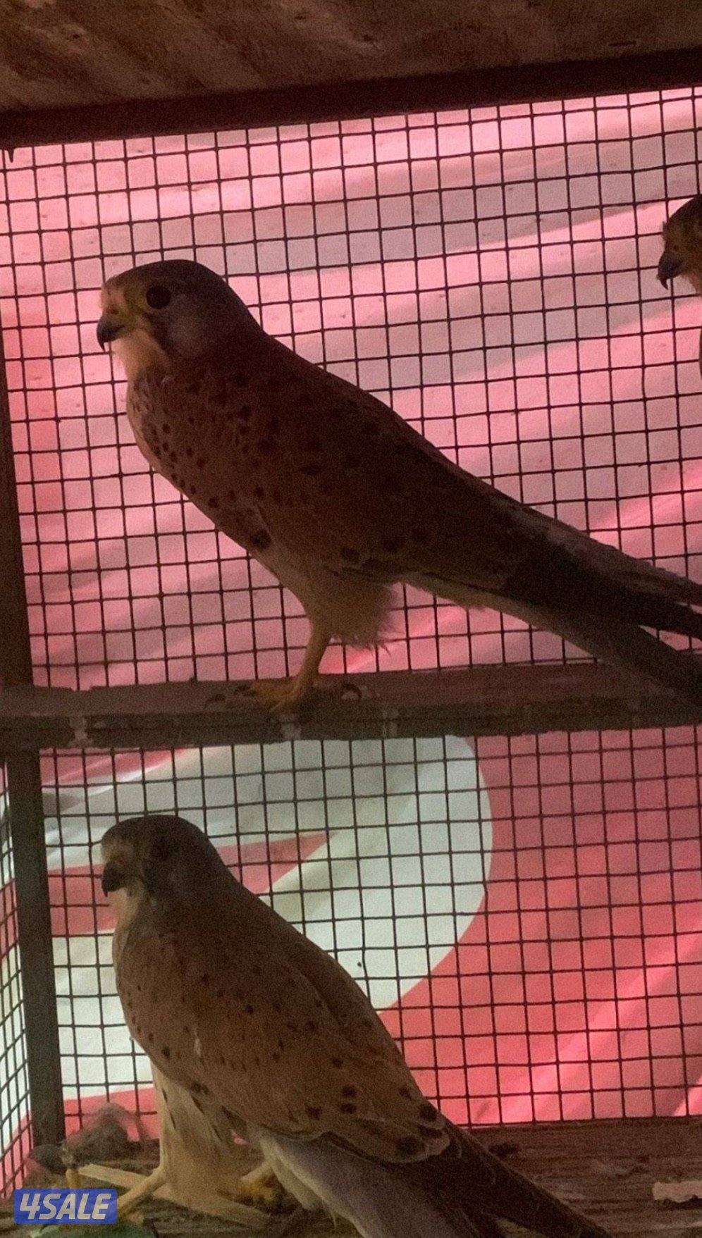 ‏للبيع مع أغراضه والتوصيل0