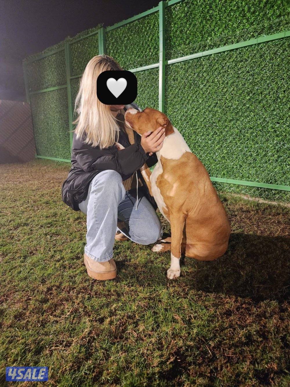 Dogo Argentino male and Pitbull female - for sale 🐾3