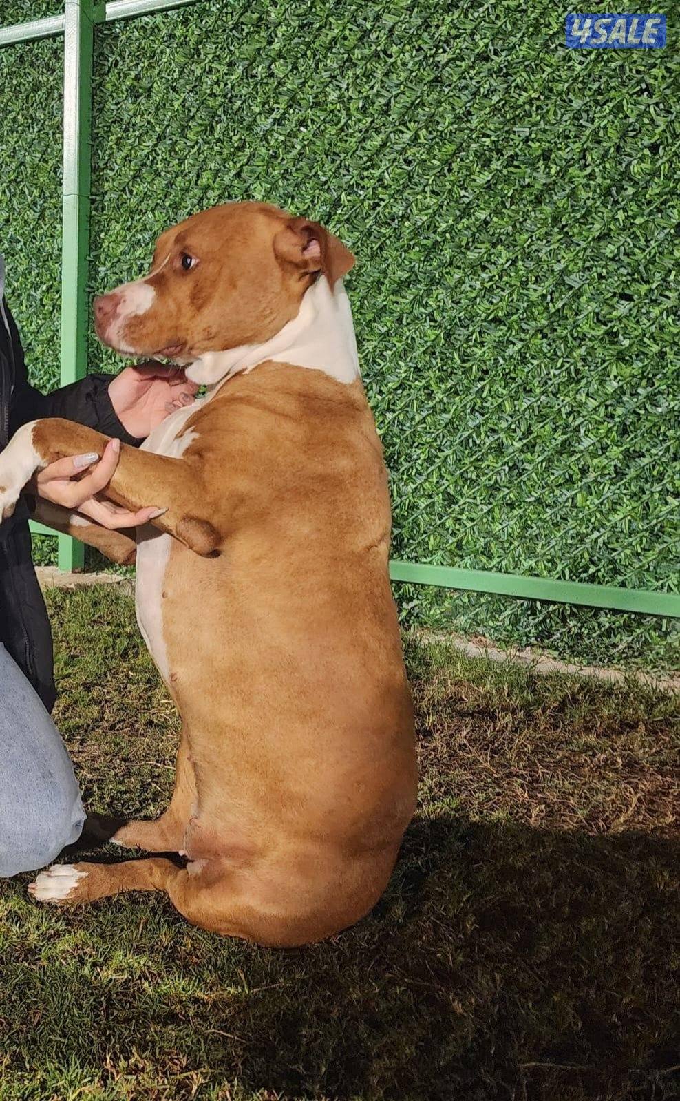 Dogo Argentino male and Pitbull female - for sale 🐾4