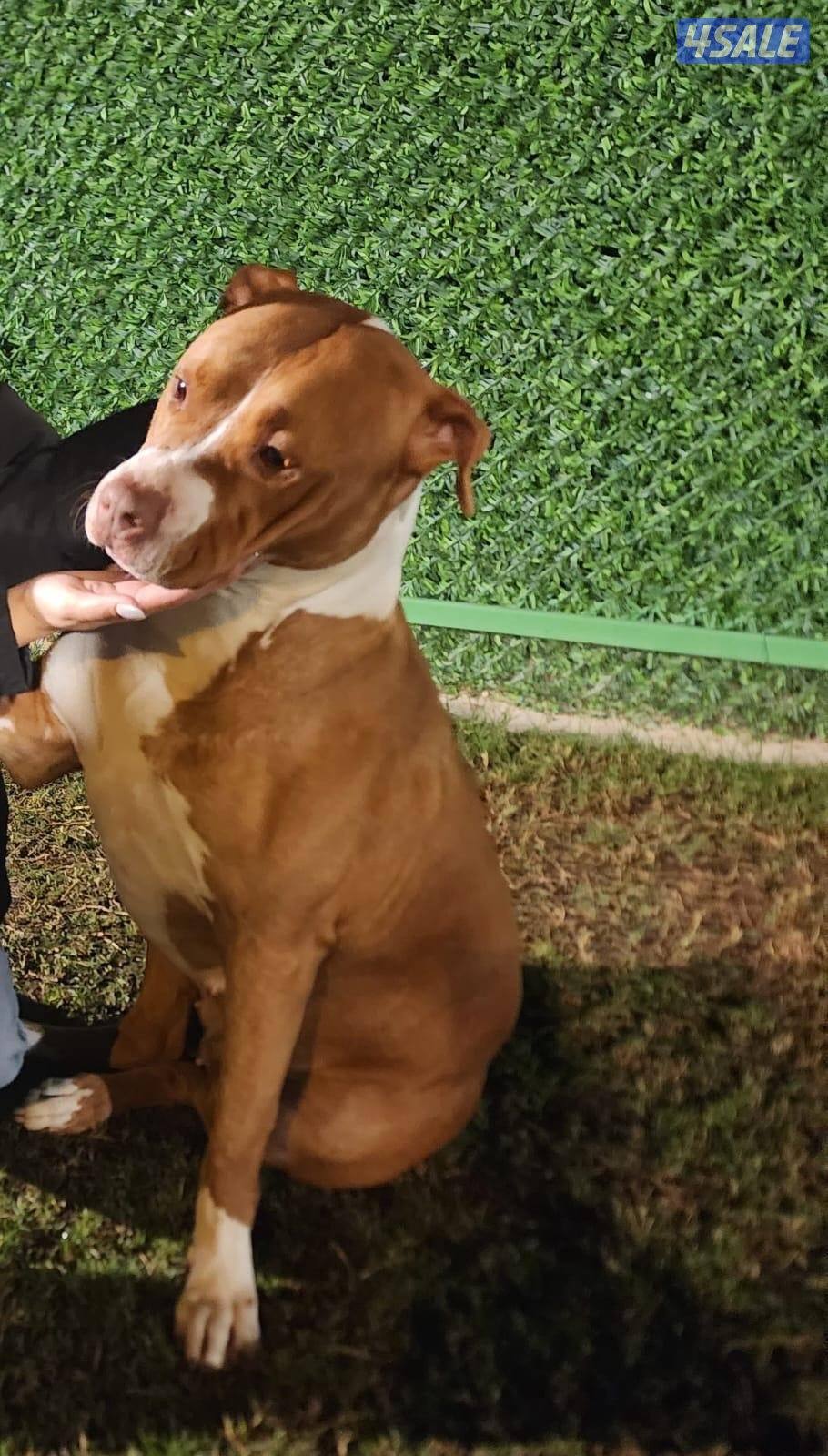 Dogo Argentino male and Pitbull female - for sale 🐾5