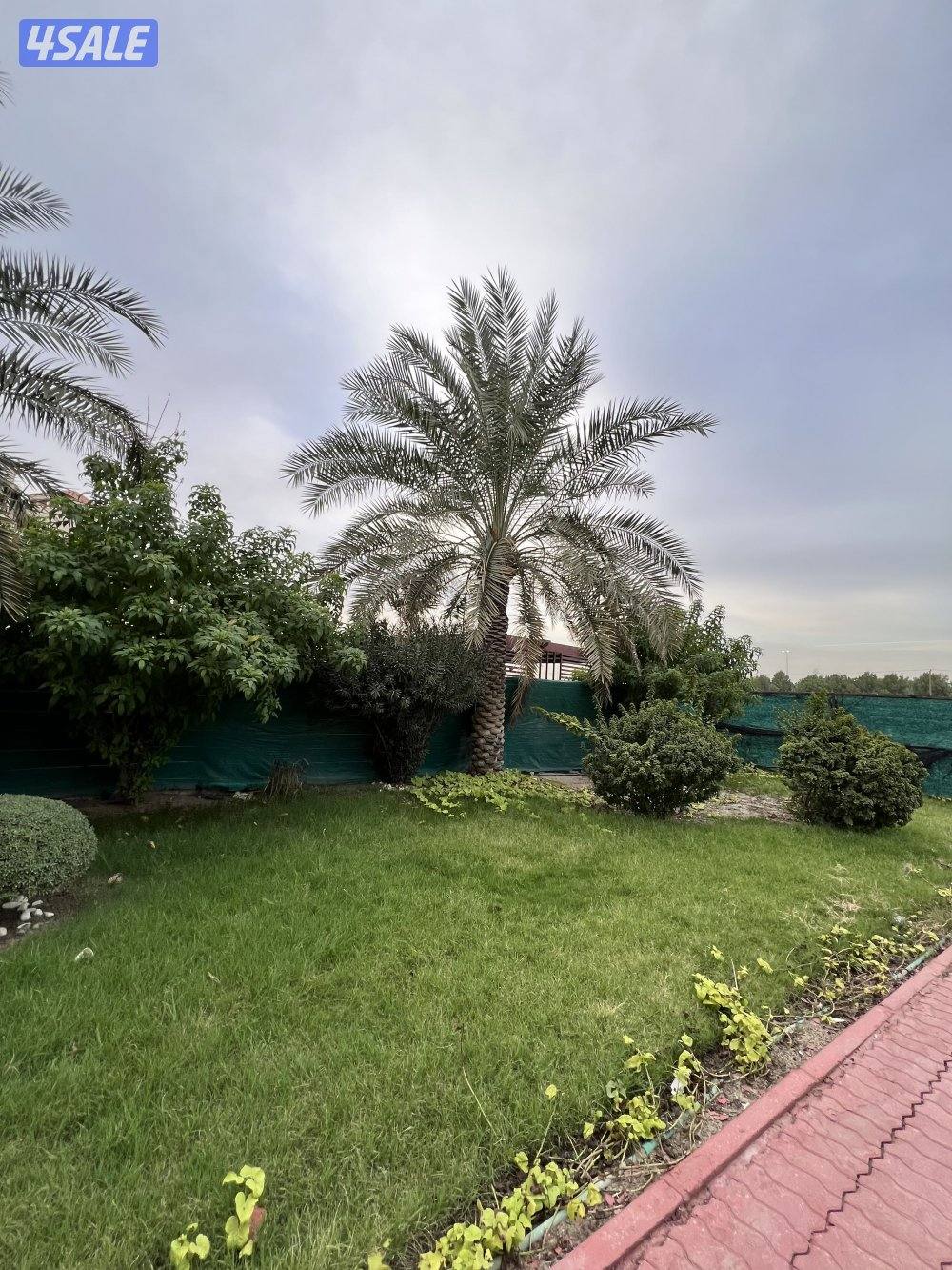 للبيع موقع شيخ بسعد قطعه 11 رواق منطقه 👌4