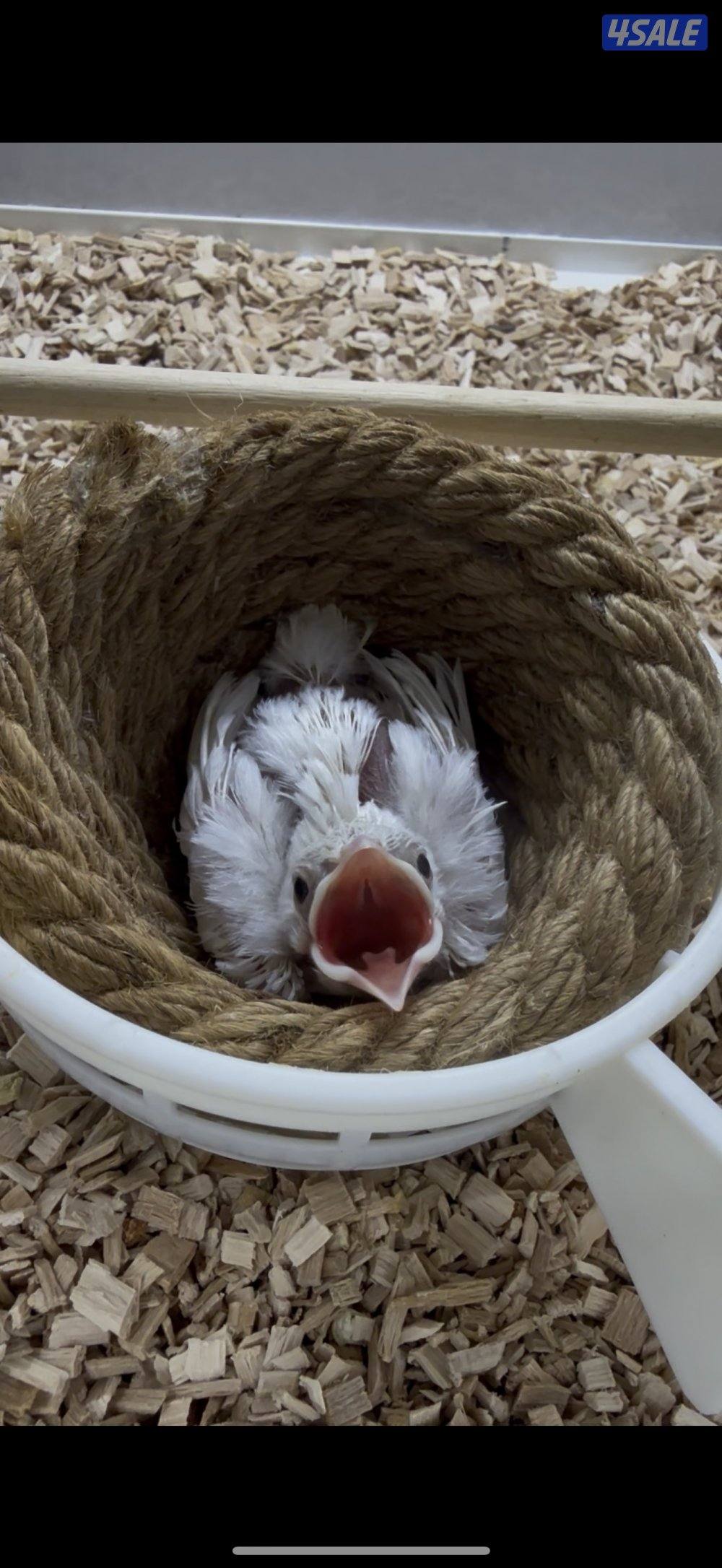 بلبل بيج فاتح عس0