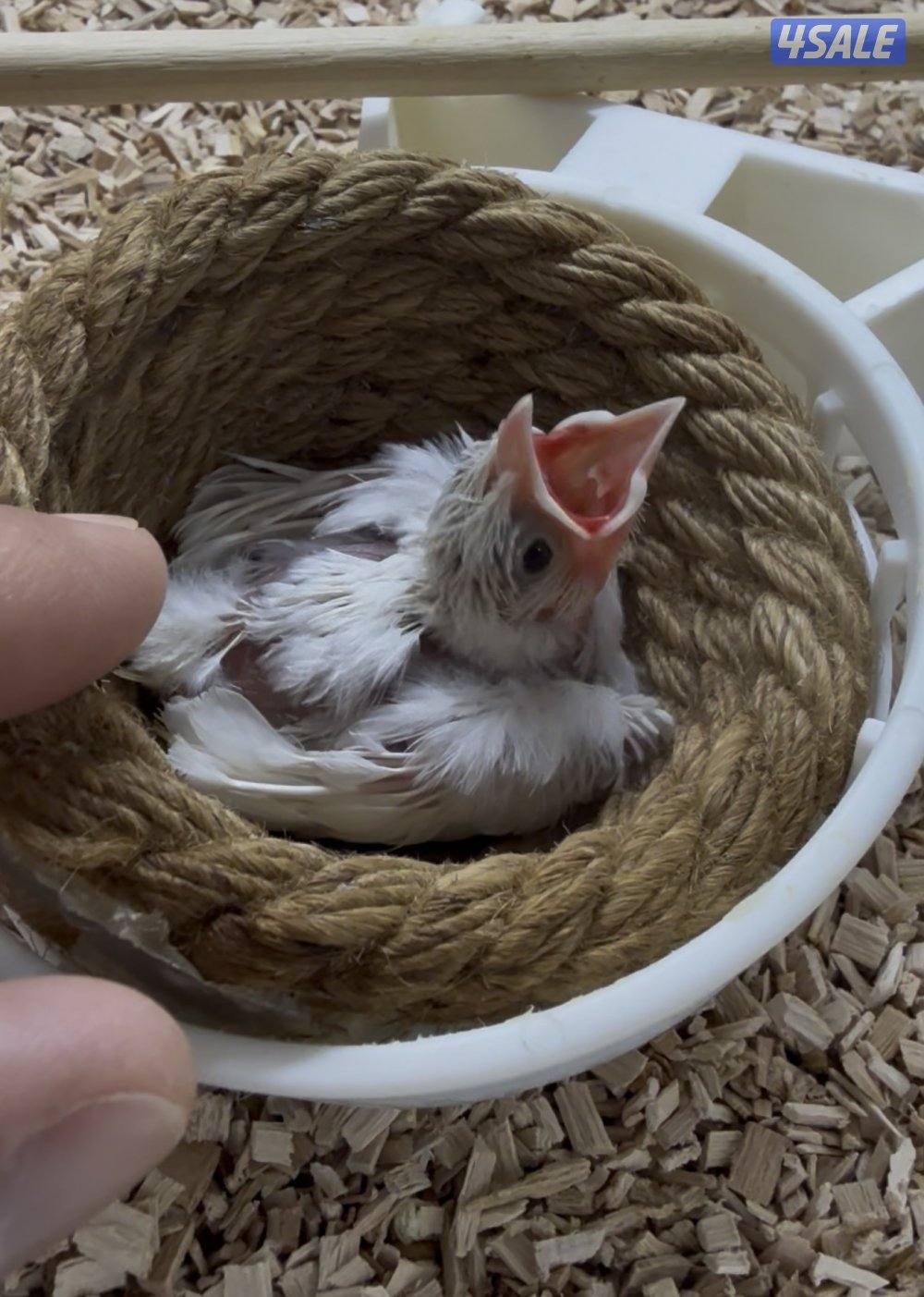 بلبل بيج فاتح عس1