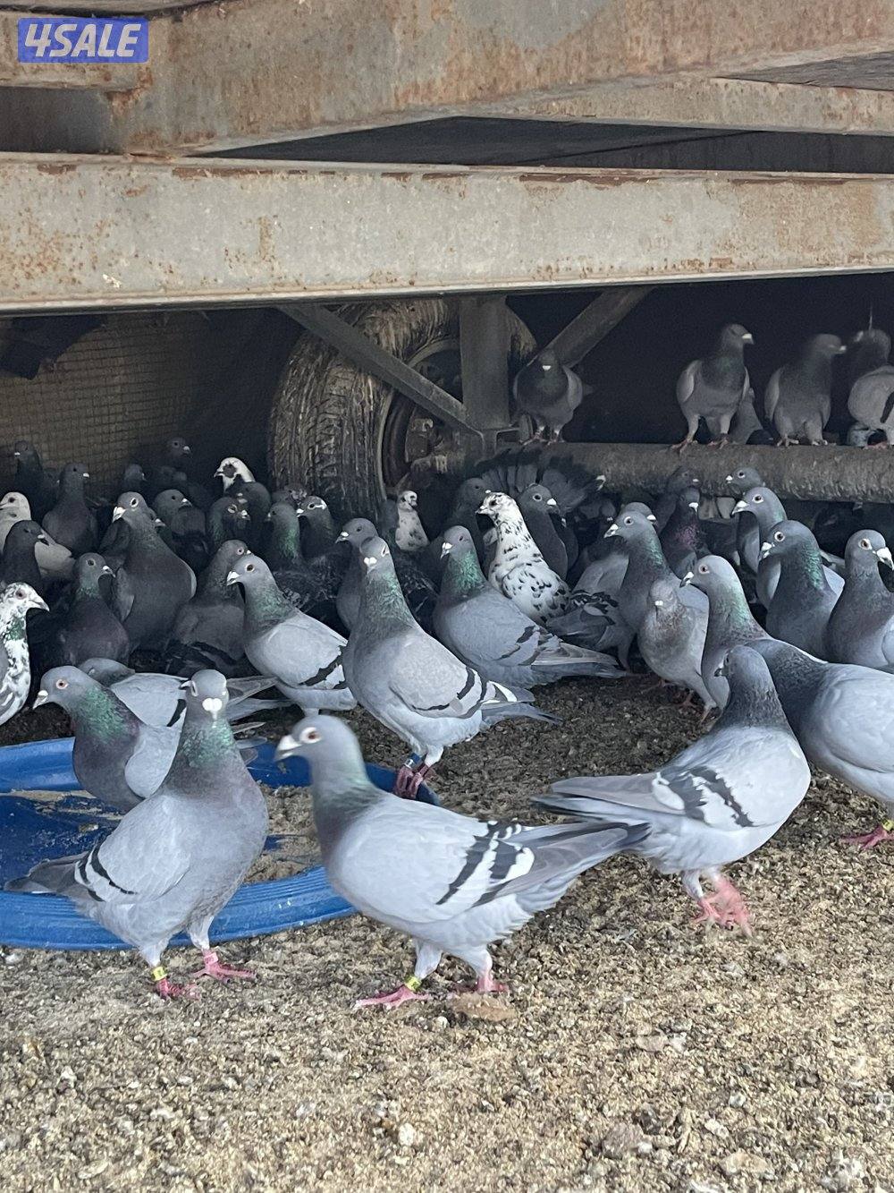 حمام عدد مفتوح زواجل ودحل0