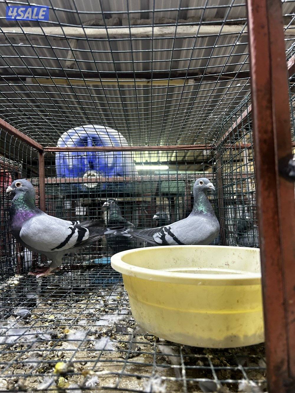 لبيع حمام زاجل خنات حديدالزوج علي ٣0