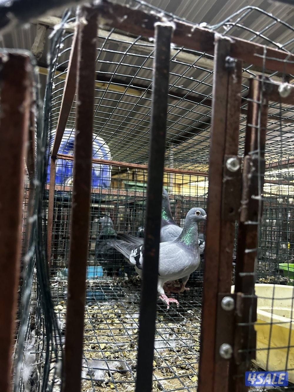 لبيع حمام زاجل خنات حديدالزوج علي ٣1