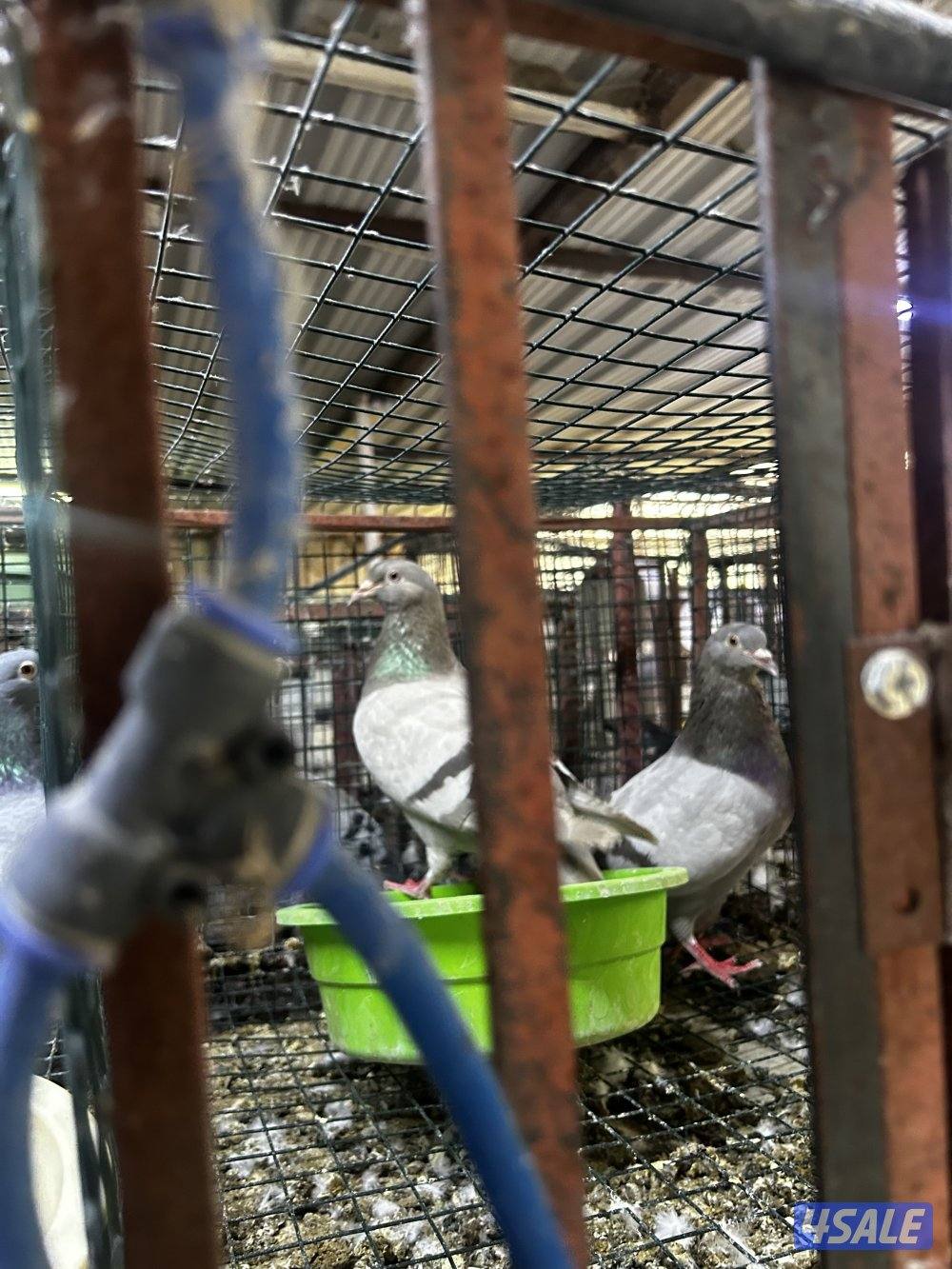 لبيع حمام زاجل خنات حديدالزوج علي ٣2