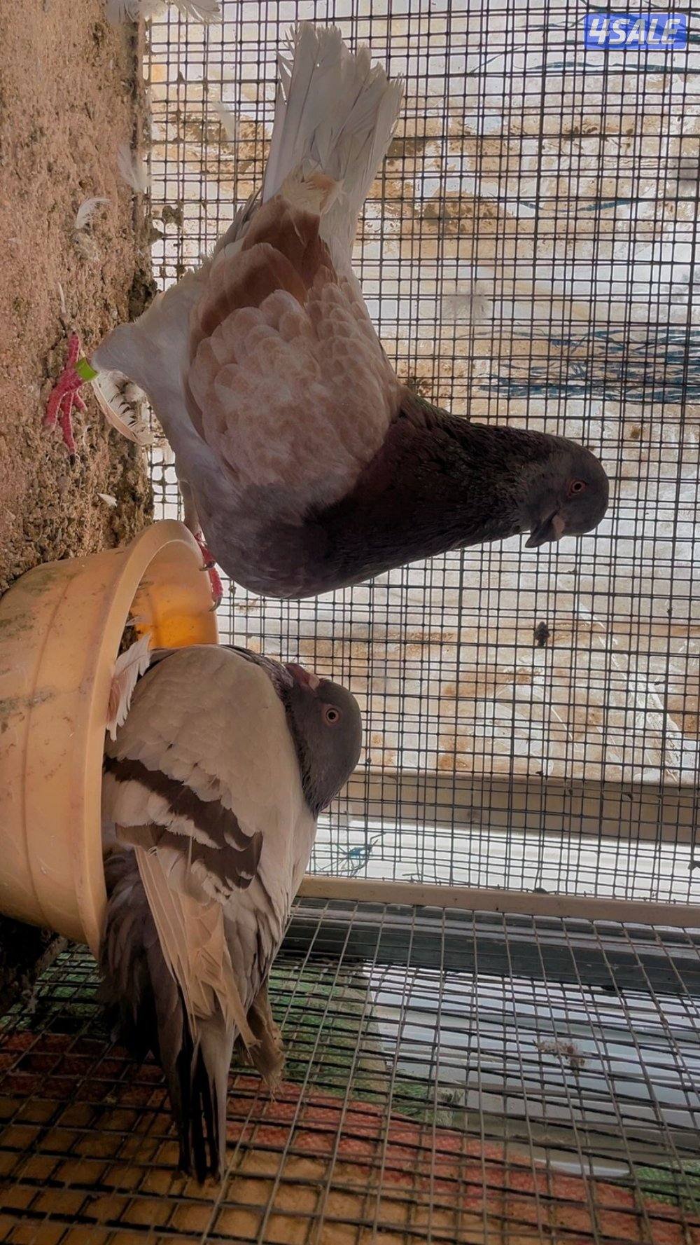 حمام لاحم ازواج0