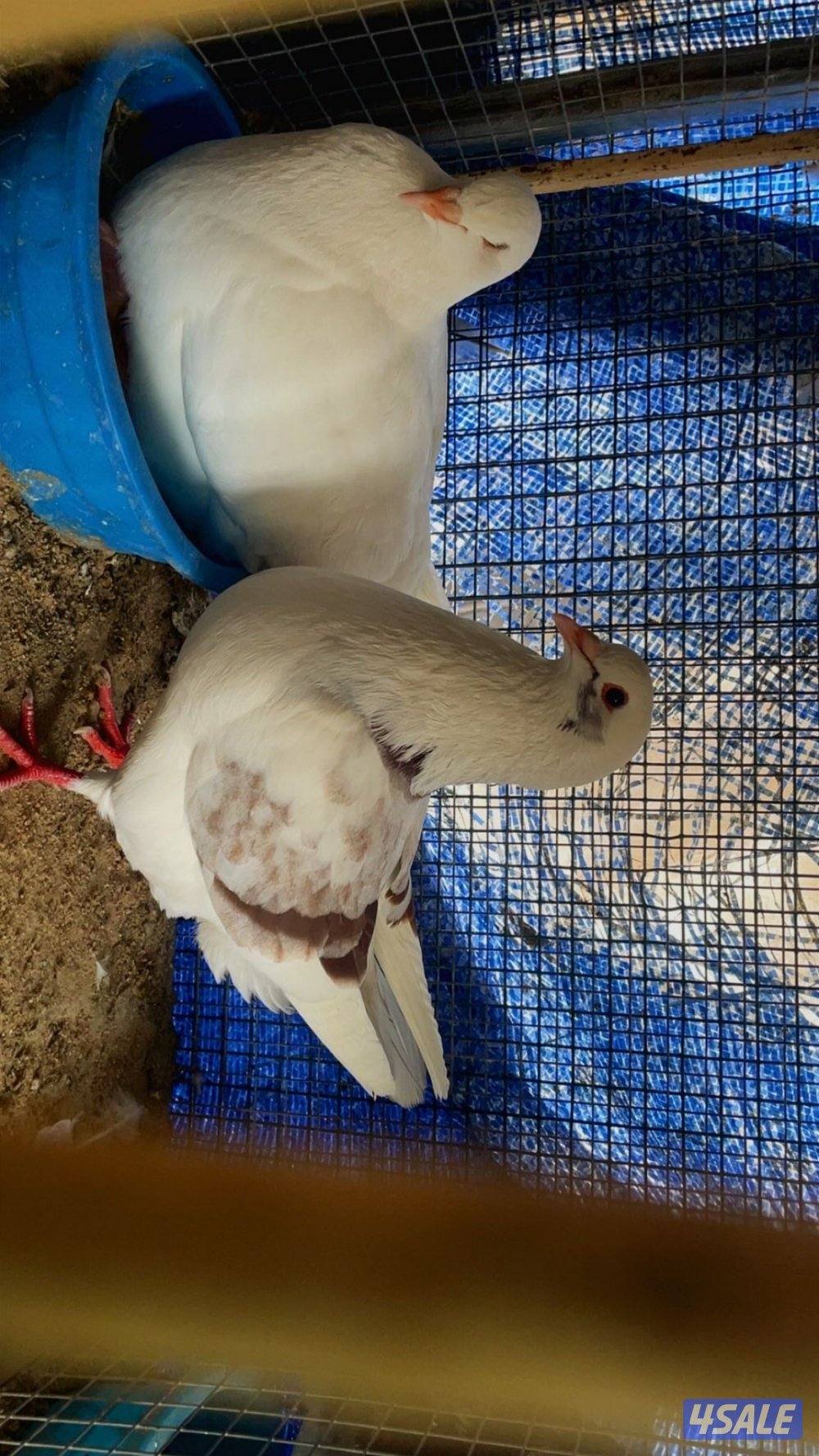 حمام لاحم ازواج1