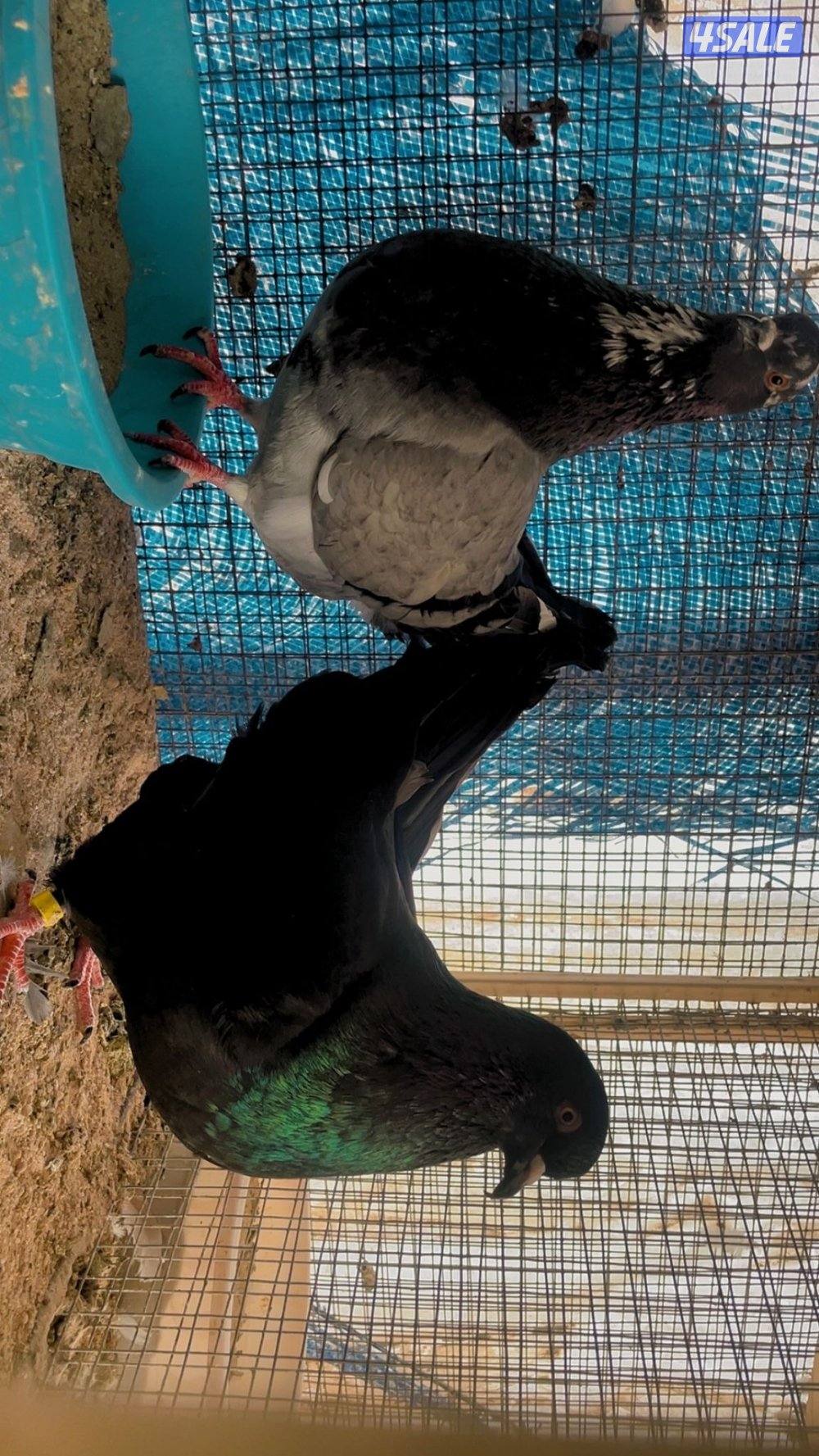 حمام لاحم ازواج2