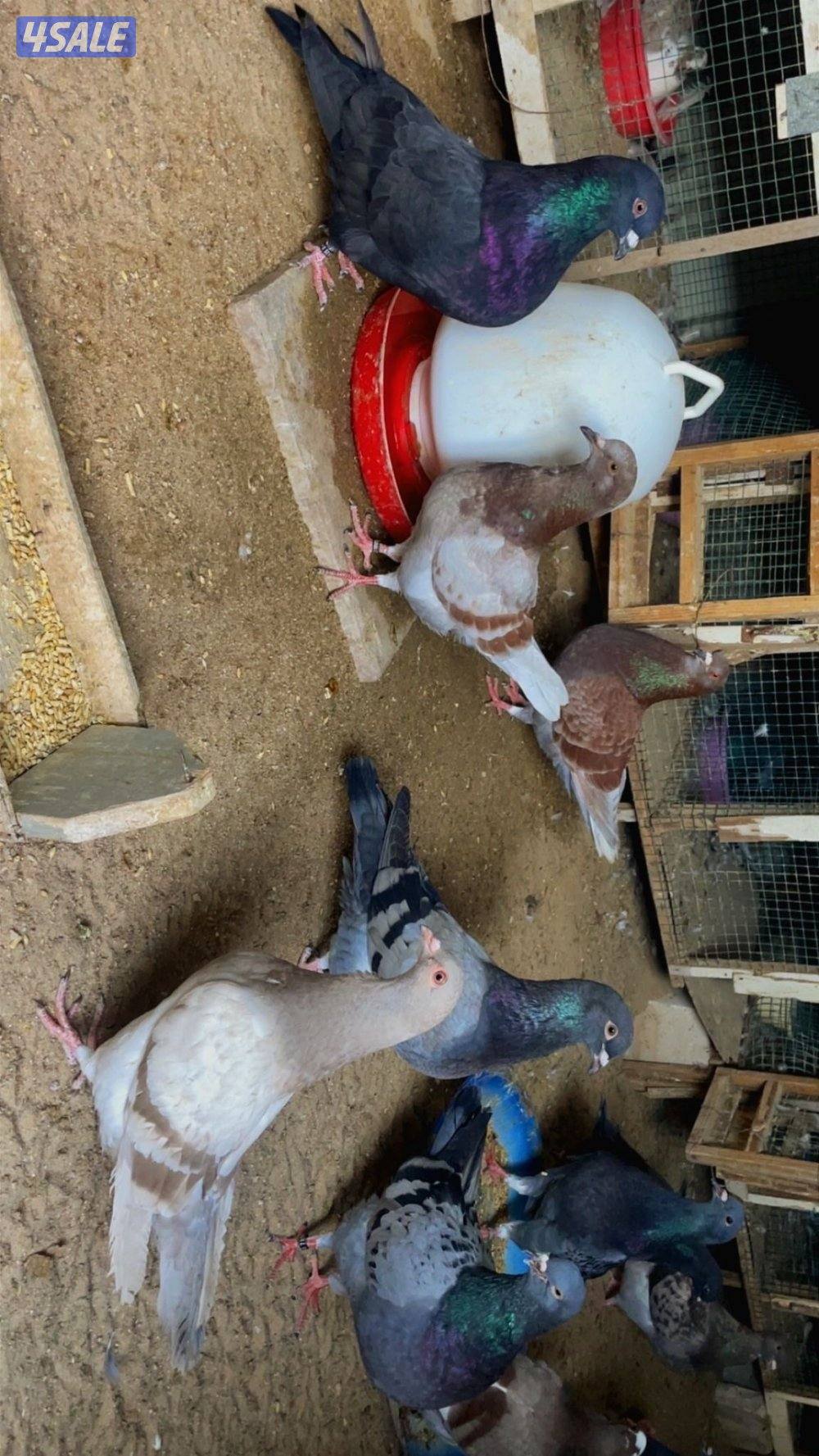 حمام لاحم ازواج3