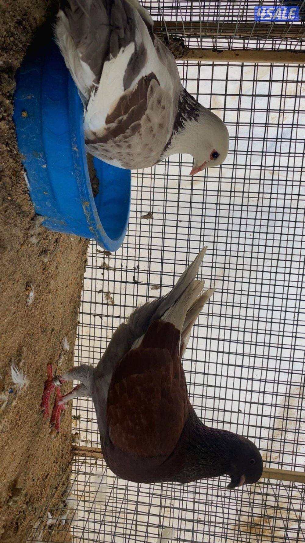 حمام لاحم ازواج4