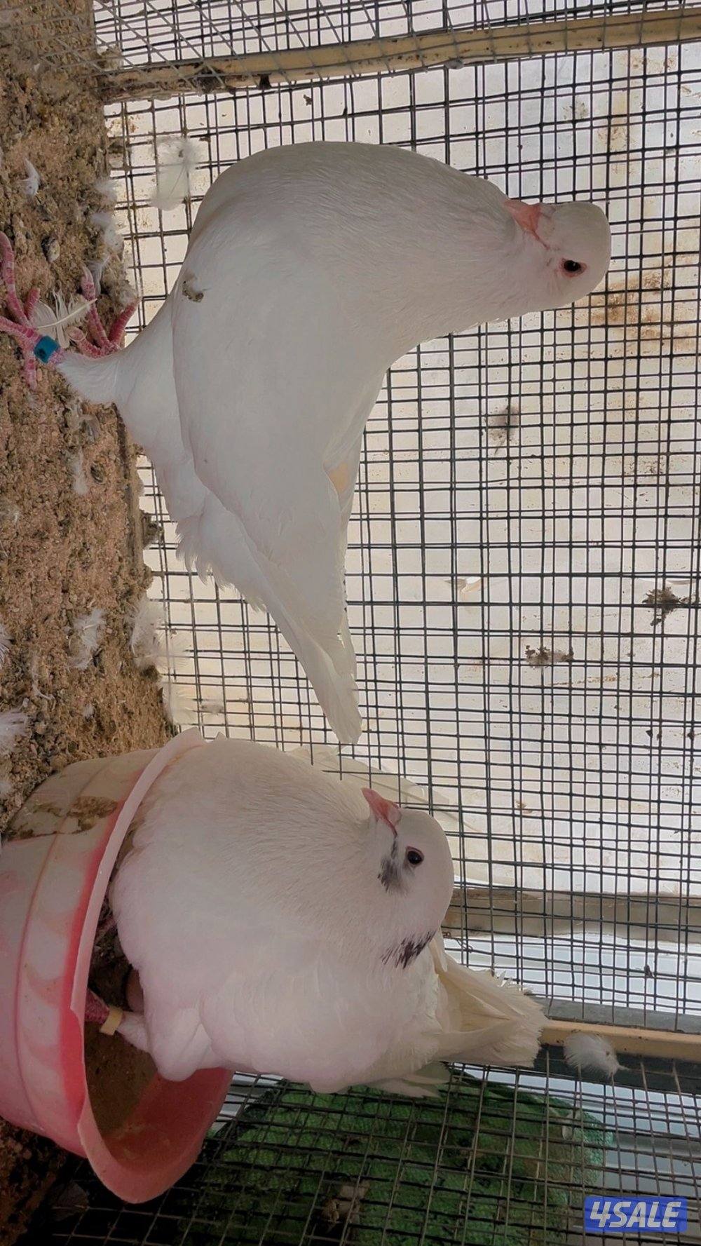 حمام لاحم ازواج5