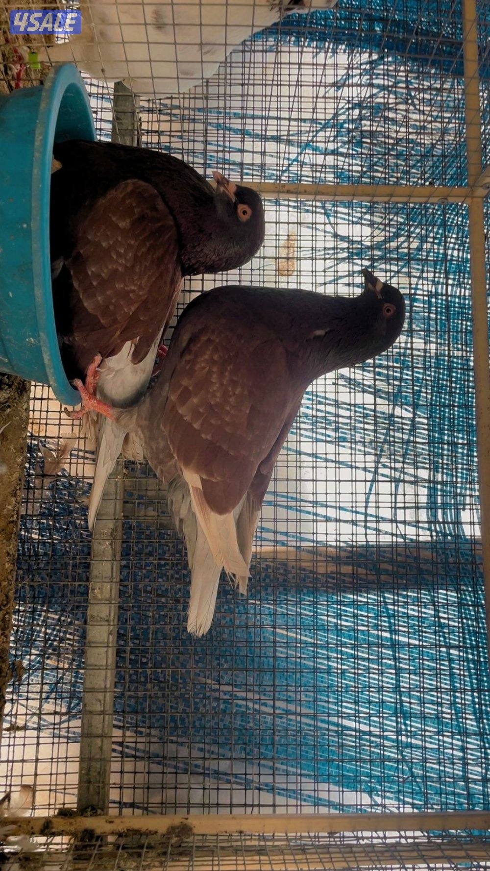 حمام لاحم ازواج6