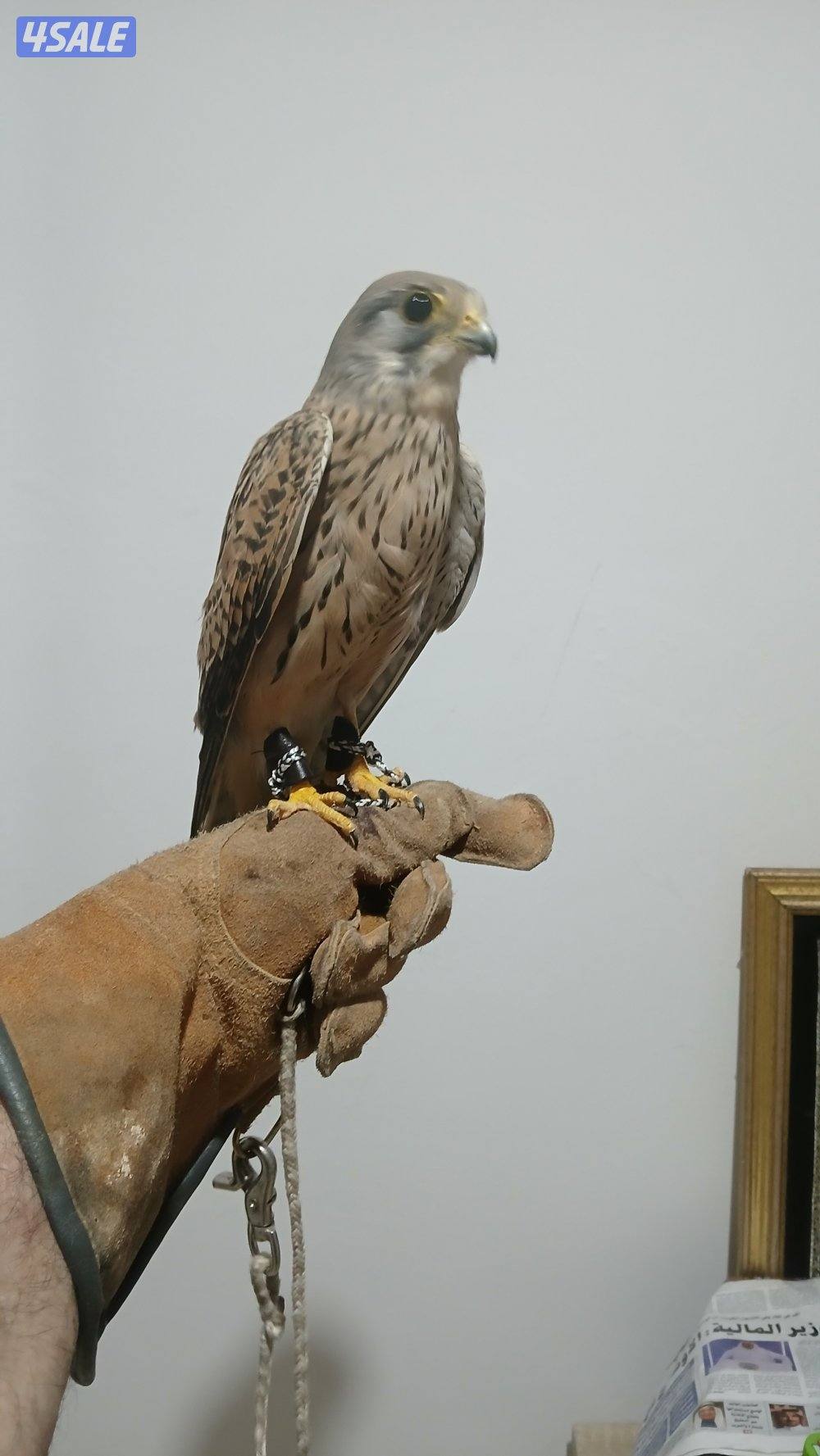 السلام عليكم طير للبيع مع دس سبوق وبرقع0