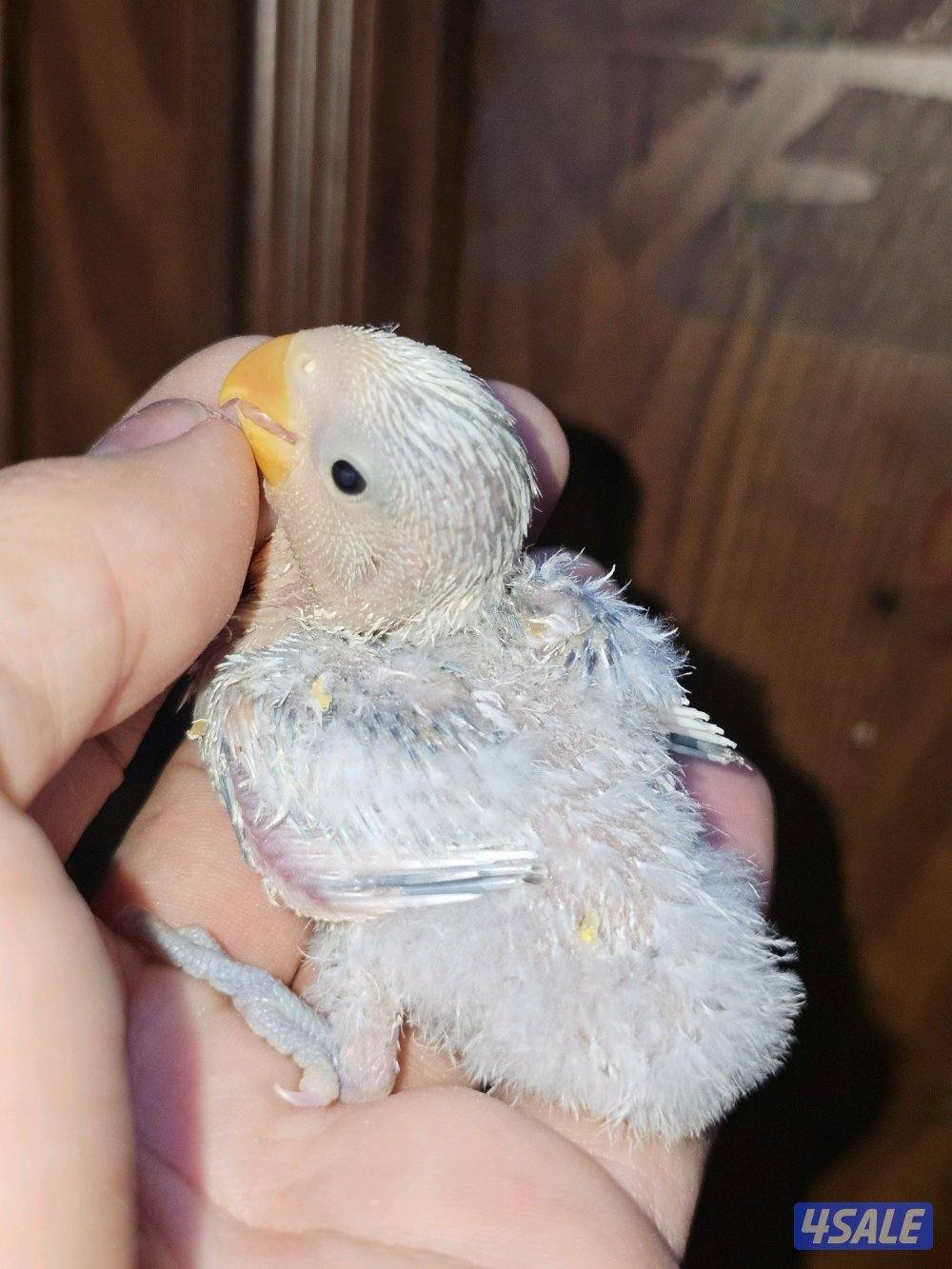 فروخ لوفبيرد روز عس - وفروخ هوقو عس - نثية لوفبيرد باليد اوبلاين11