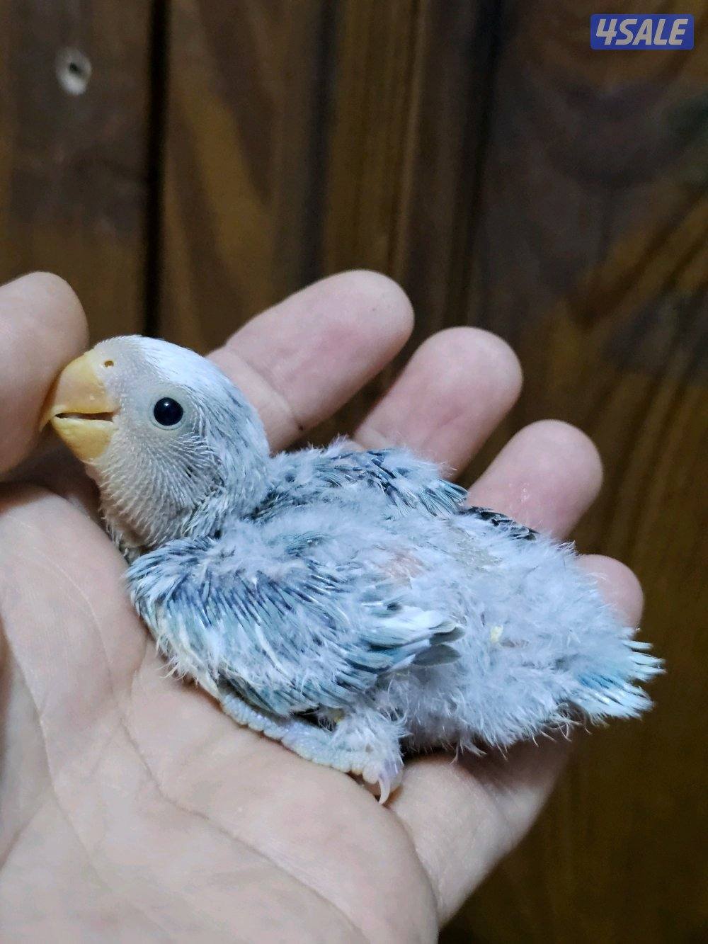 فروخ لوفبيرد روز عس - وفروخ هوقو عس - نثية لوفبيرد باليد اوبلاين12