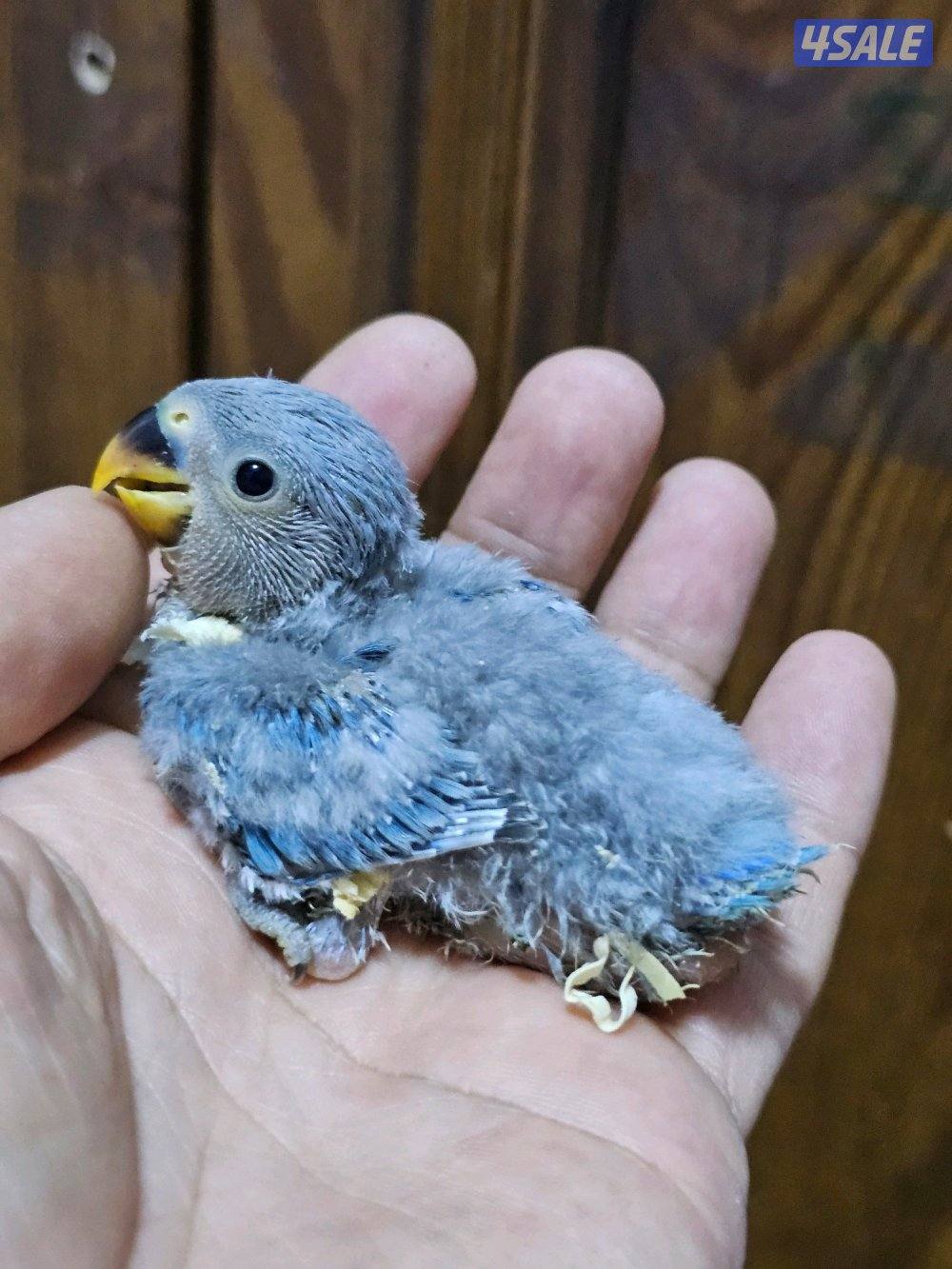 فروخ لوفبيرد روز عس - وفروخ هوقو عس - نثية لوفبيرد باليد اوبلاين13