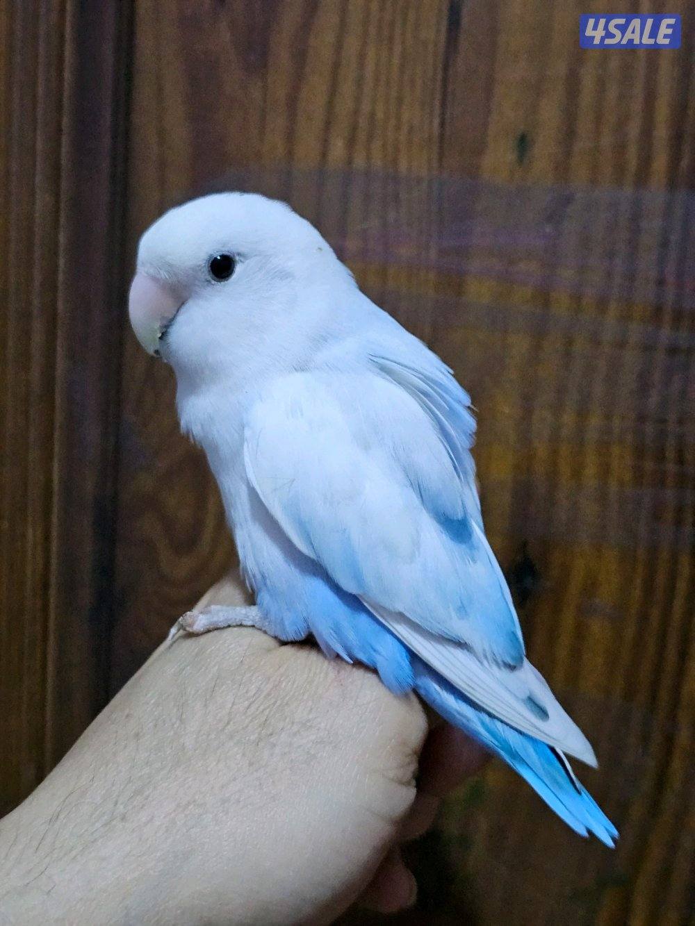 فروخ لوفبيرد روز عس - وفروخ هوقو عس - نثية لوفبيرد باليد اوبلاين5