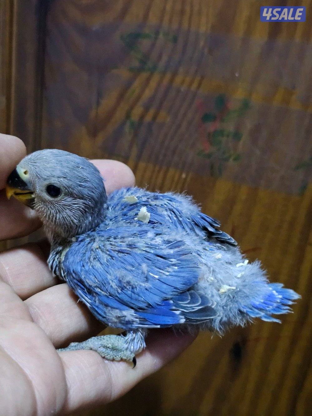 فروخ لوفبيرد روز عس - وفروخ هوقو عس - نثية لوفبيرد باليد اوبلاين0