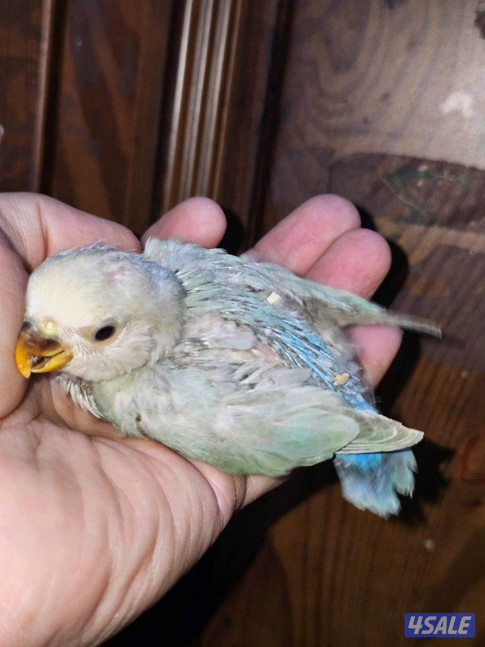 فروخ لوفبيرد روز عس - وفروخ هوقو عس - نثية لوفبيرد باليد اوبلاين14