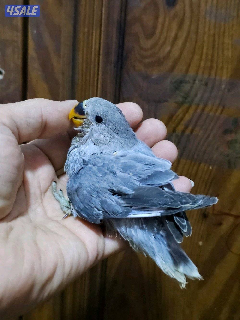 فروخ لوفبيرد روز عس - وفروخ هوقو عس - نثية لوفبيرد باليد اوبلاين15