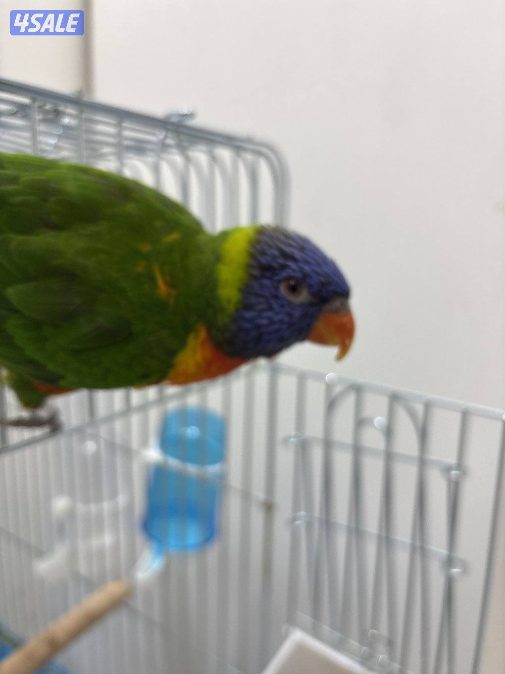 الطير يرقص و يتكلم و تمسح على رأسه عادي0