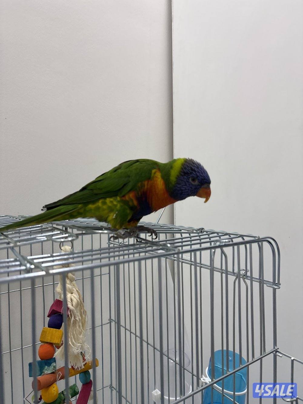 الطير يرقص و يتكلم و تمسح على رأسه عادي1