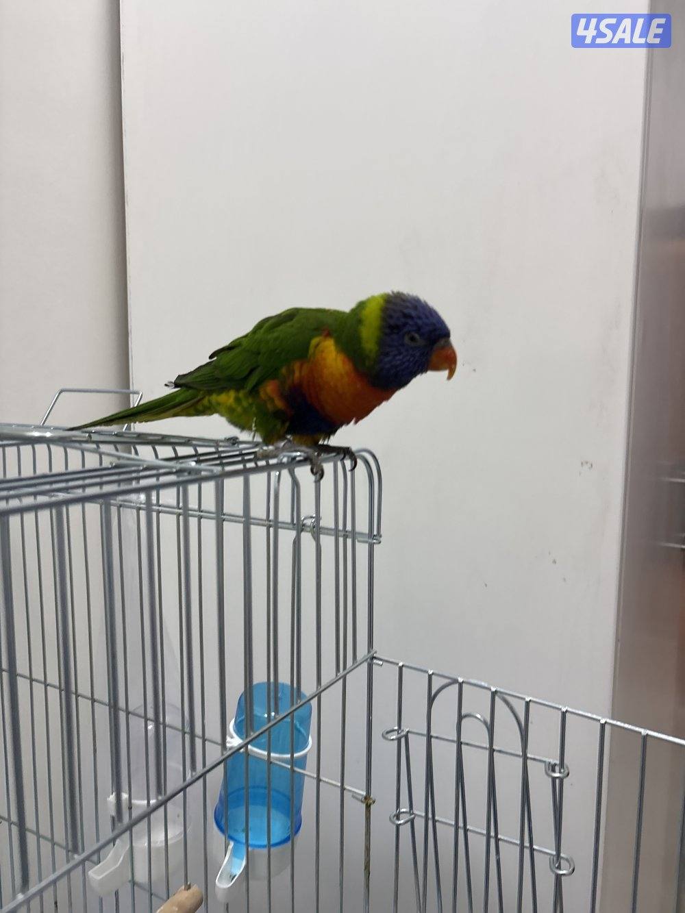 الطير يرقص و يتكلم و تمسح على رأسه عادي2