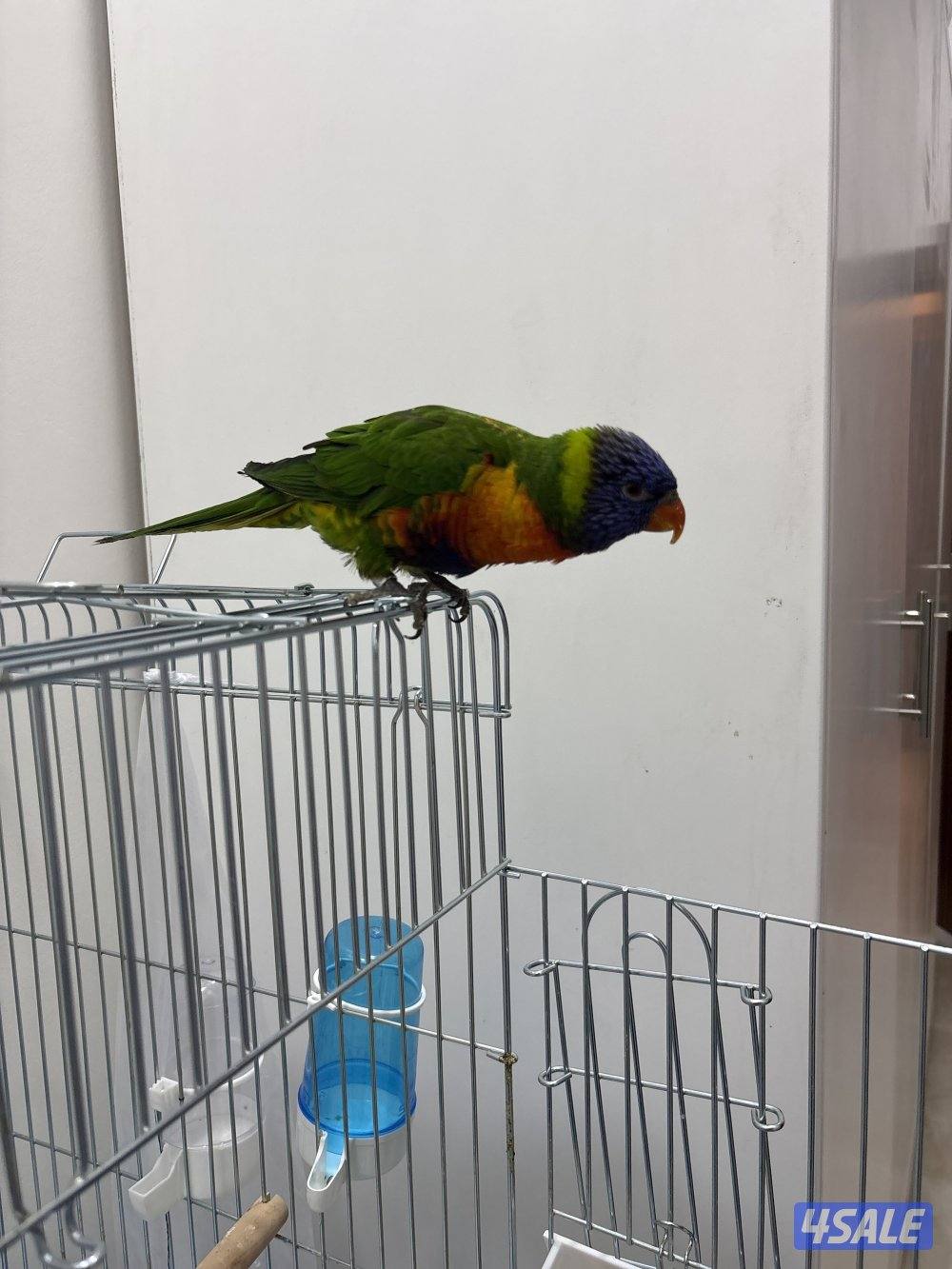 الطير يرقص و يتكلم و تمسح على رأسه عادي3