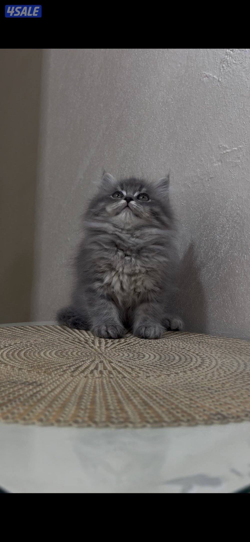 البيع برتش  لونق هير0