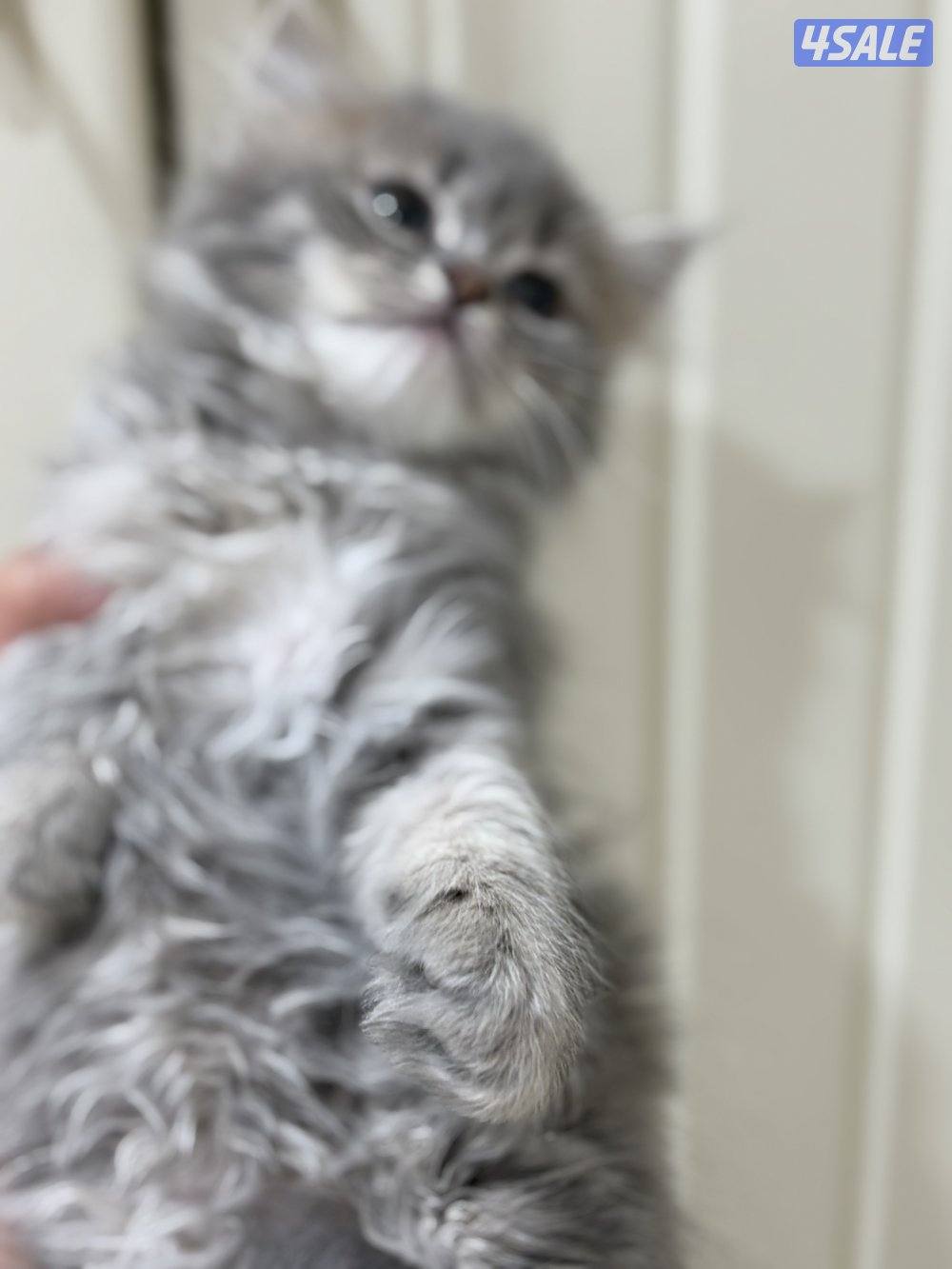 البيع برتش  لونق هير1