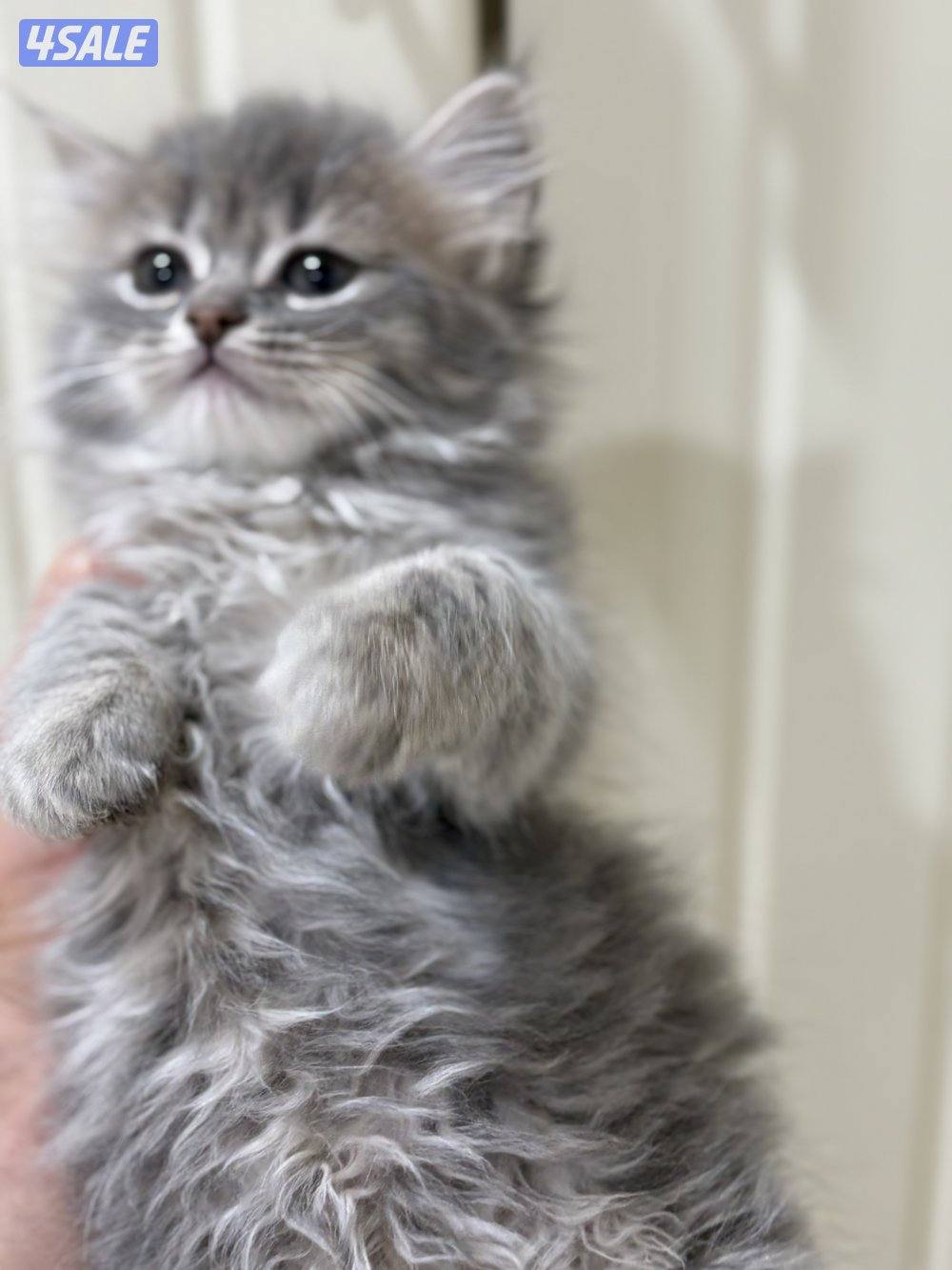 البيع برتش  لونق هير2