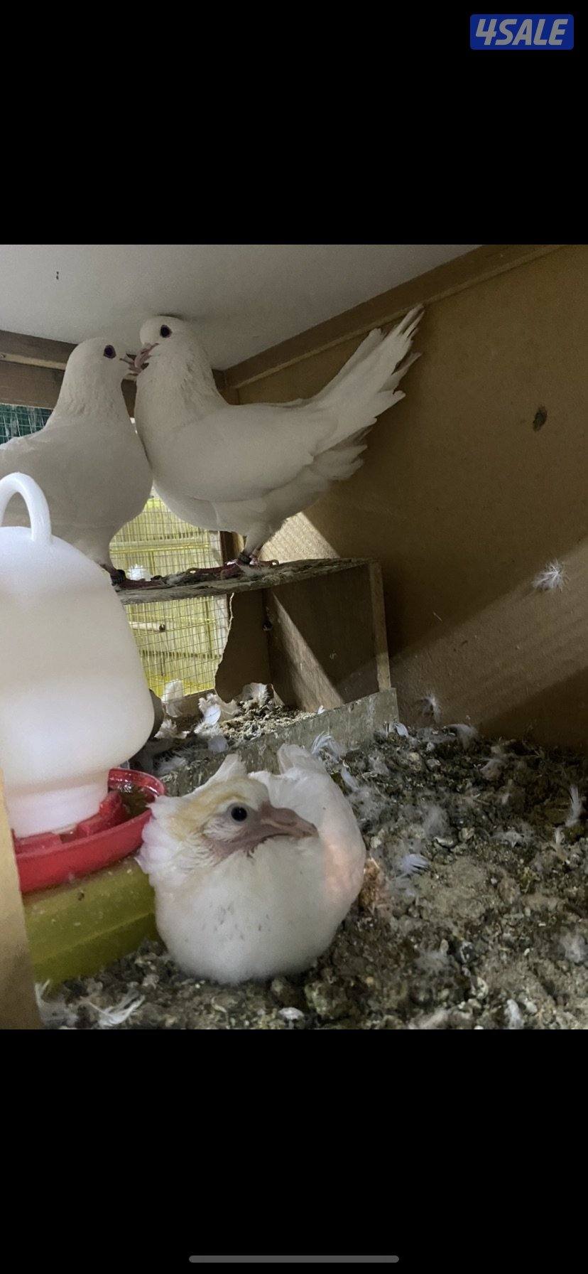 للبيع لاحم فرنسي0