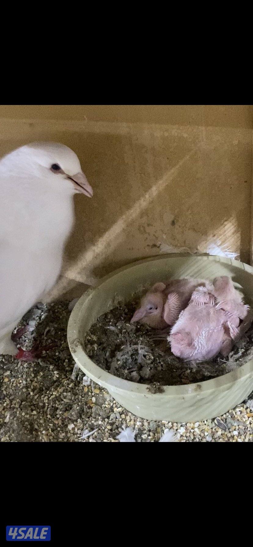 للبيع لاحم فرنسي1