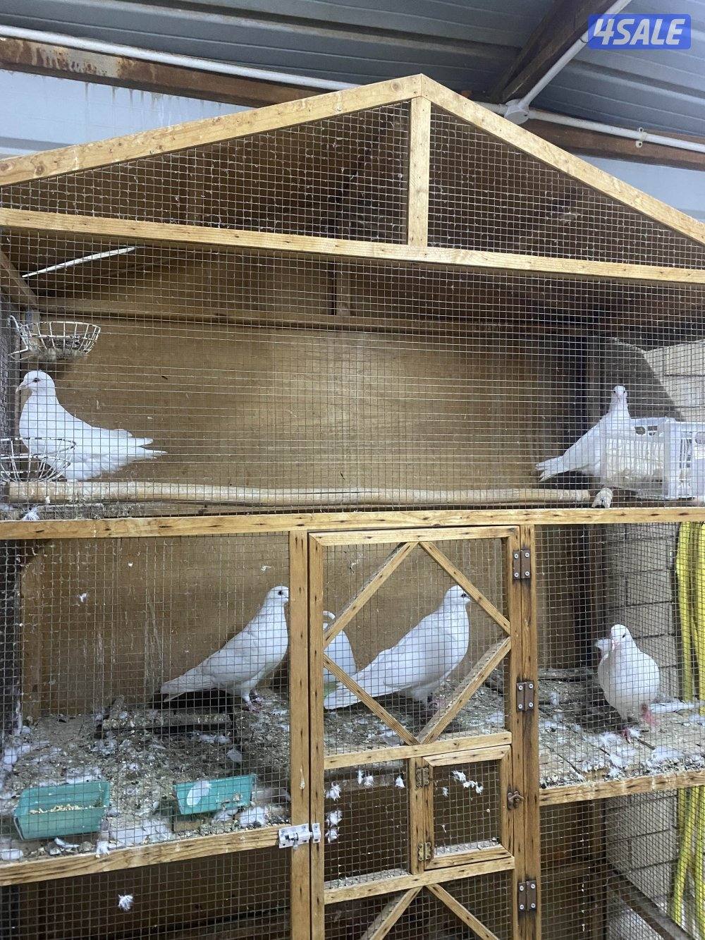 للبيع لاحم فرنسي2