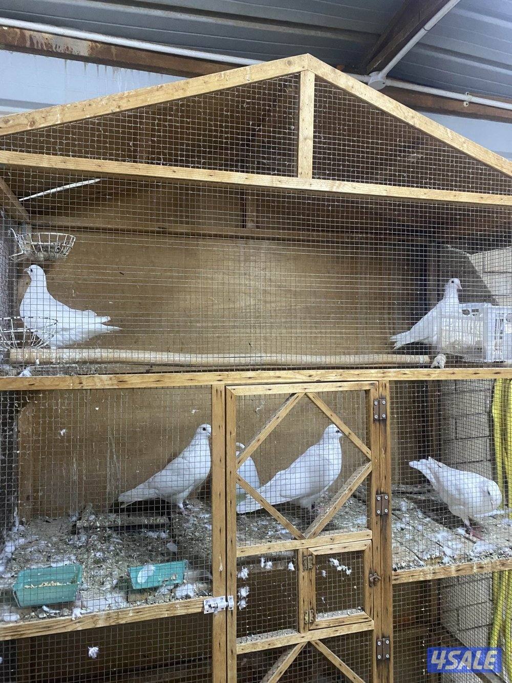 للبيع لاحم فرنسي3