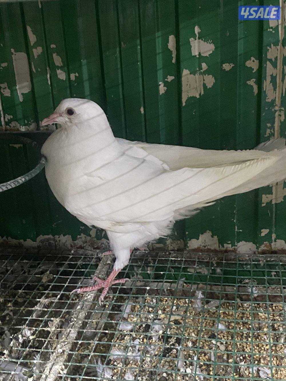 للبيع لاحم فرنسي4