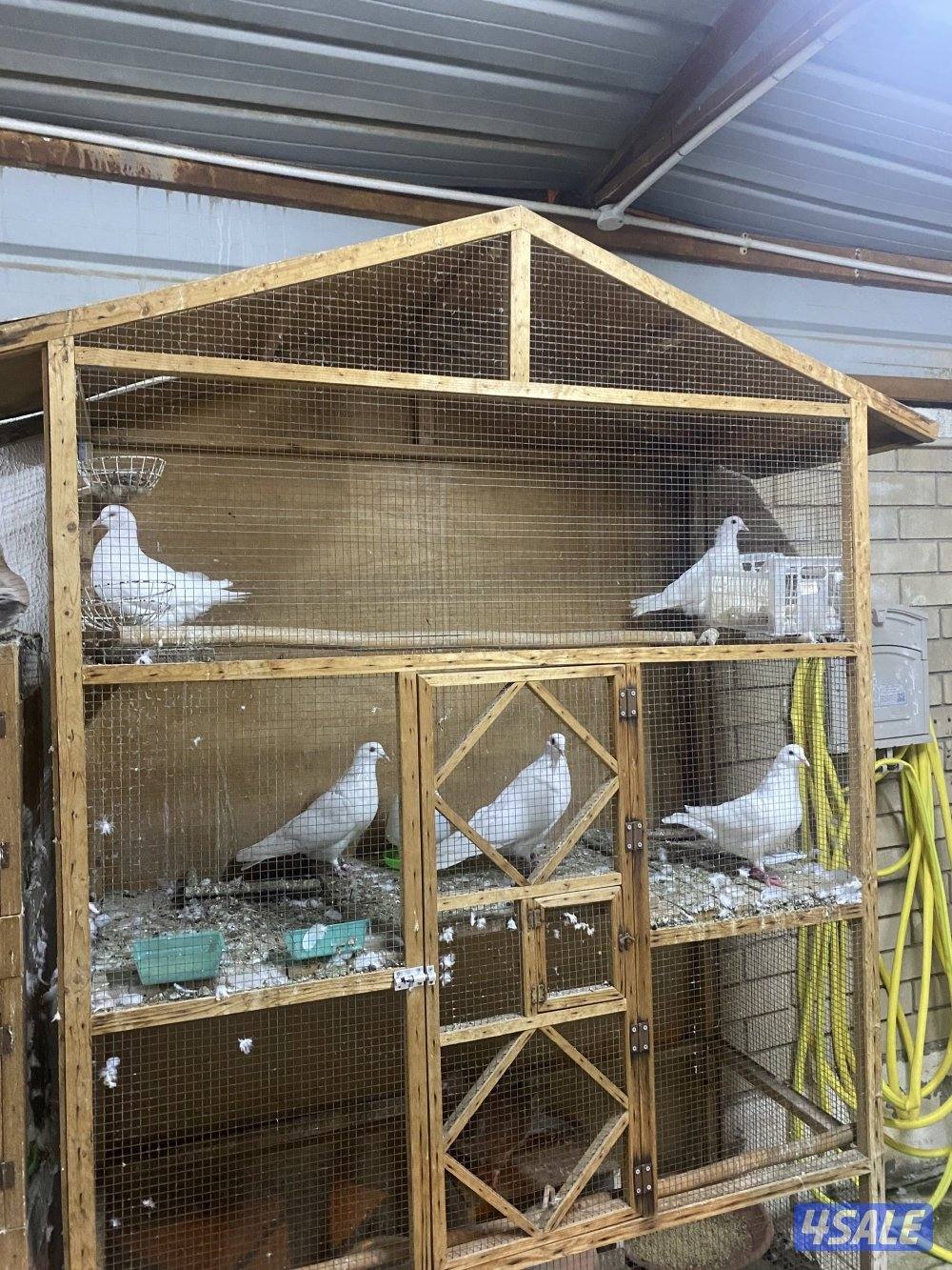 للبيع لاحم فرنسي5