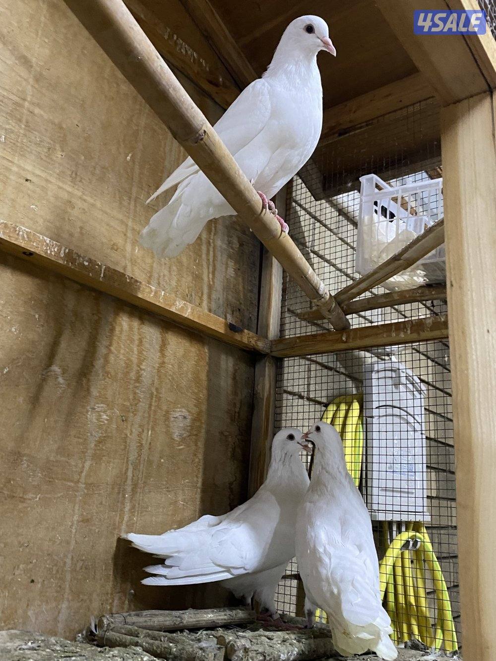 للبيع لاحم فرنسي6