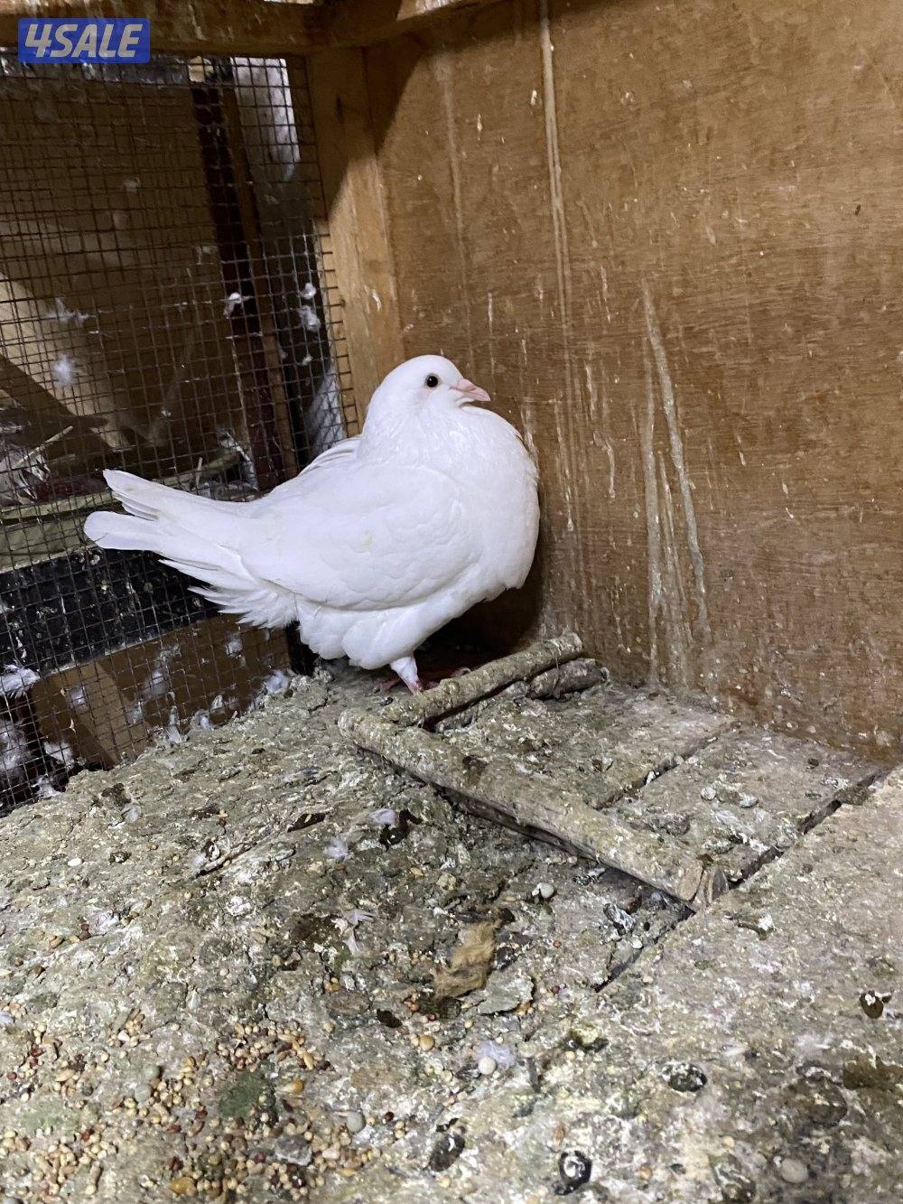 للبيع لاحم فرنسي7