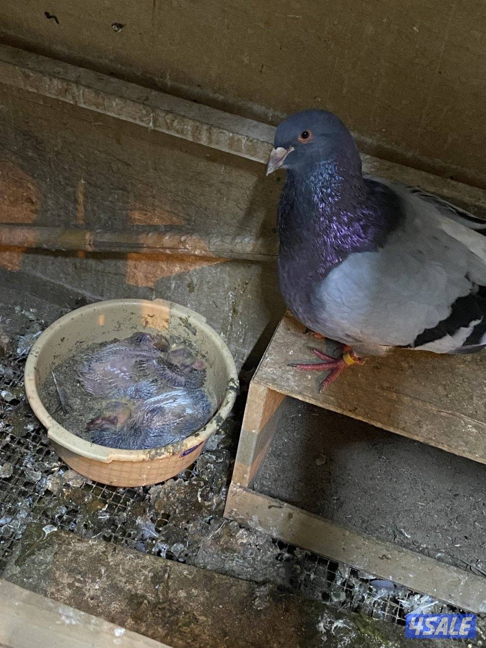 للبيع لاحم فرنسي8