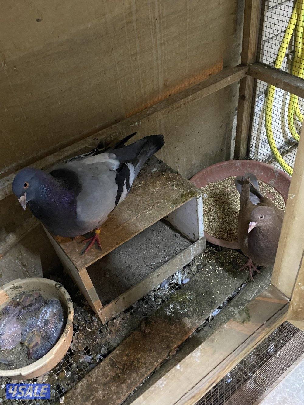 للبيع لاحم فرنسي9