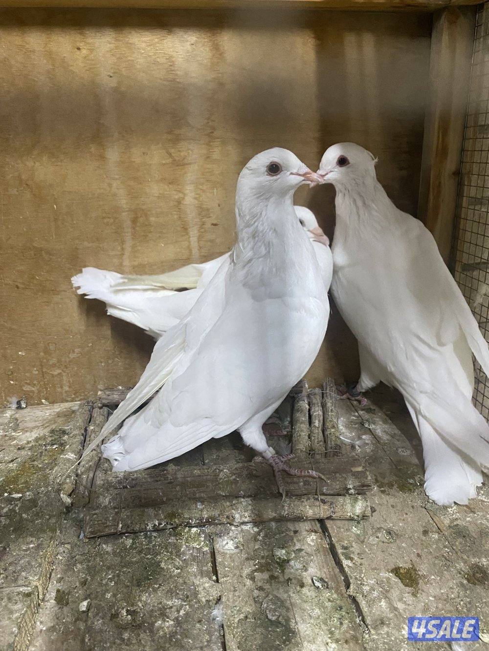 للبيع لاحم فرنسي10