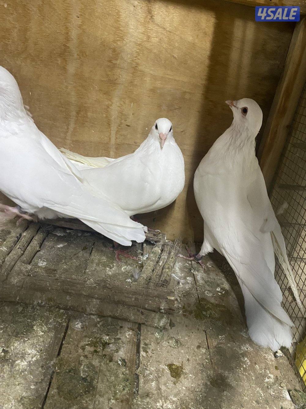 للبيع لاحم فرنسي11